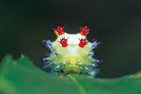 The Secret Life of Caterpillars Image
